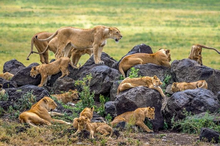 6-Day Luxury Safari Tarangire, Ngorongoro, Serengeti