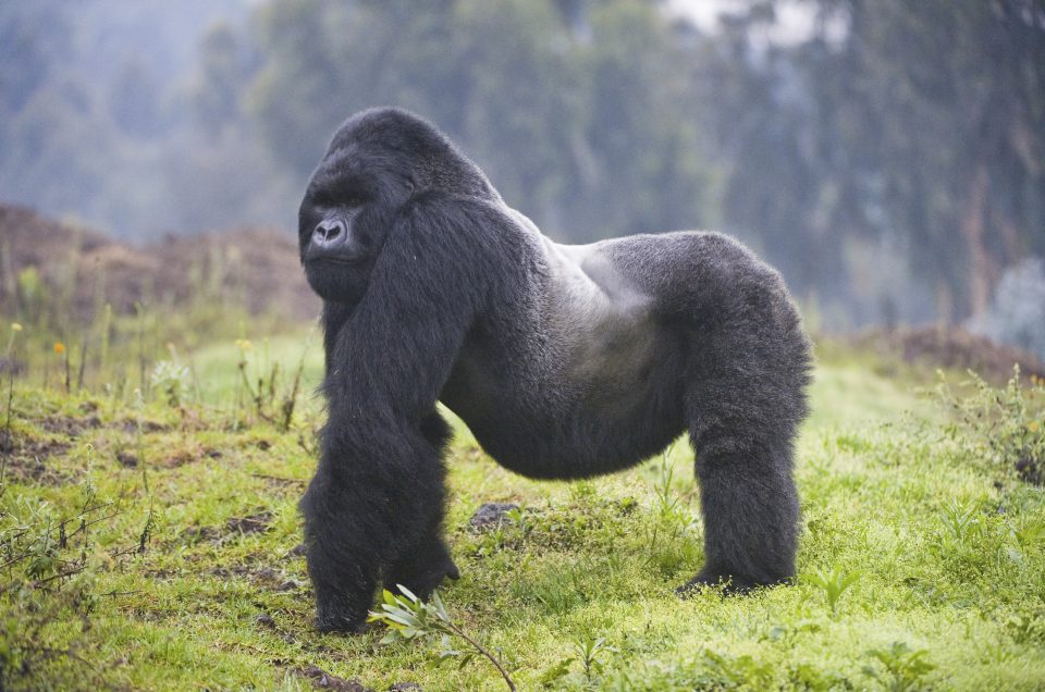 Mountain gorillas truths and false