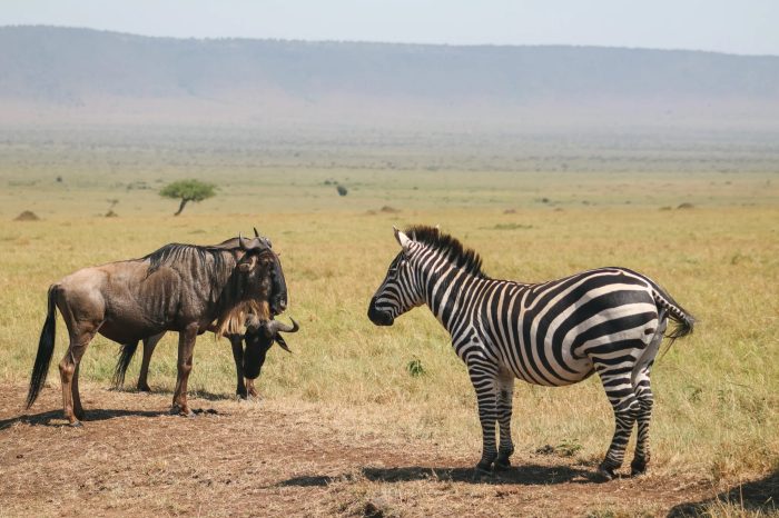 3-Day Masai Mara Joining Safari Tour Best Experience!