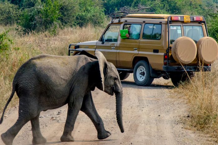 3-Days Murchison Falls Vacation Including Big 5 Sighting!