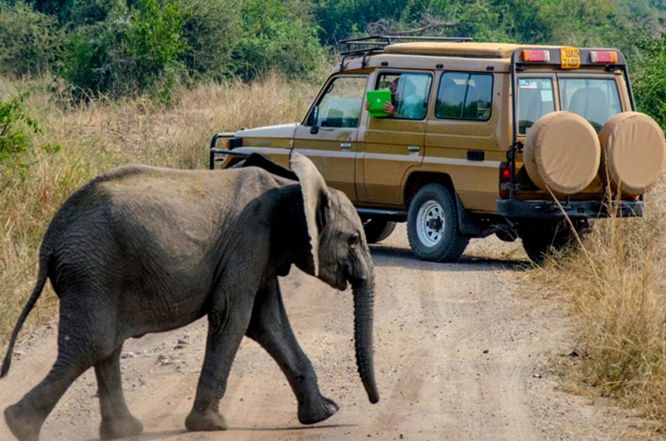 Safaris in Uganda