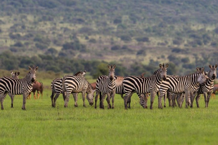 13-Day Uganda and Rwanda Safari Cross Boarder Tour