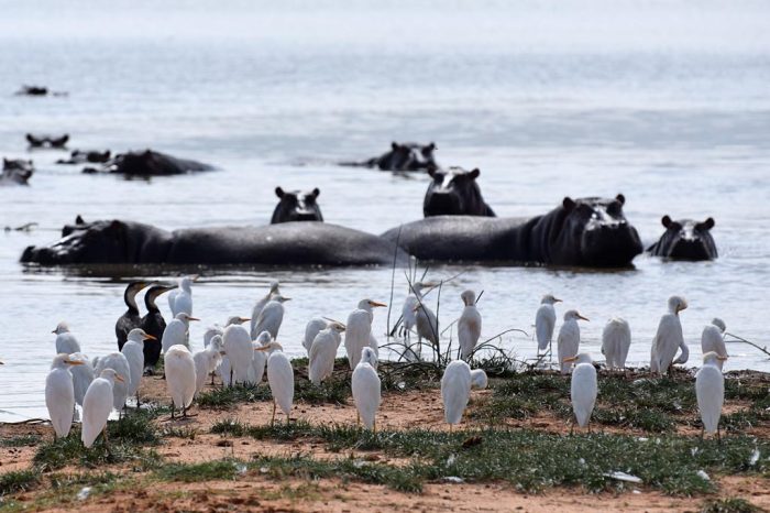 6-Day Amboseli, Lake Naivasha and Mara – Mid-Range