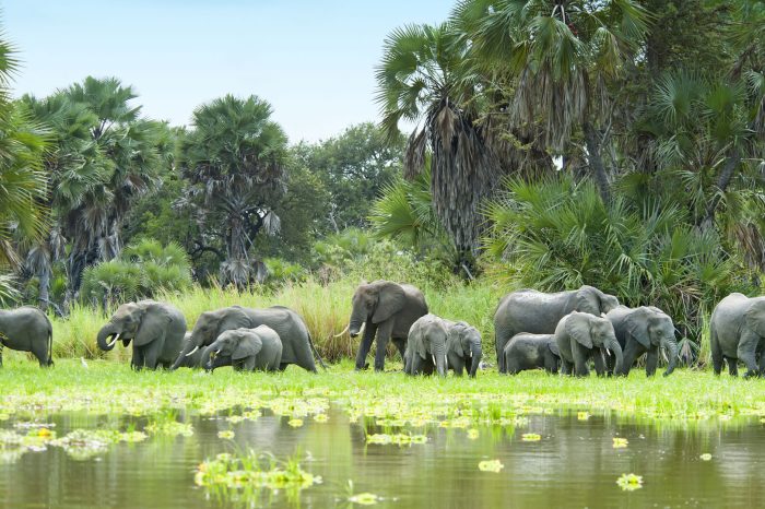 3-Day Amazing Selous Game Reserve Safari