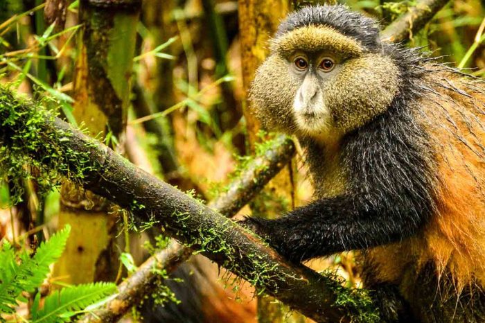 4-Day Gorilla Trekking & Golden Monkeys